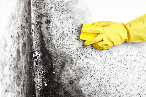 Best Local Mold Removal Service  in Mountain View, NC