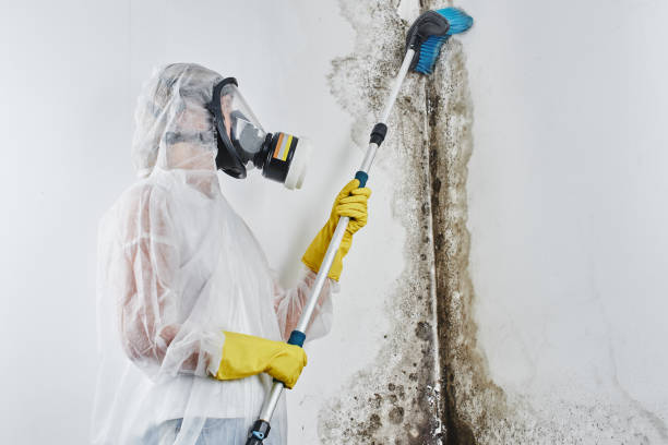 Best Emergency Mold Removal  in Mountain View, NC