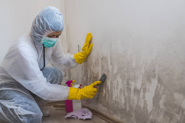 Best Mold Testing  in Mountain View, NC