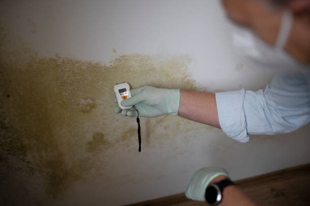 Best Black Mold Removal  in Mountain View, NC