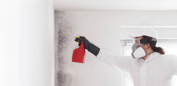 Reliable Mountain View, NC Mold Removal Solutions