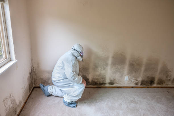 Best Toxic Mold Removal  in Mountain View, NC