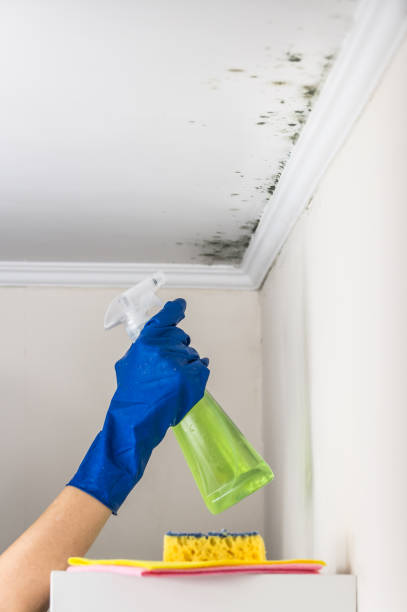 Best Mold Removal Specialists  in Mountain View, NC